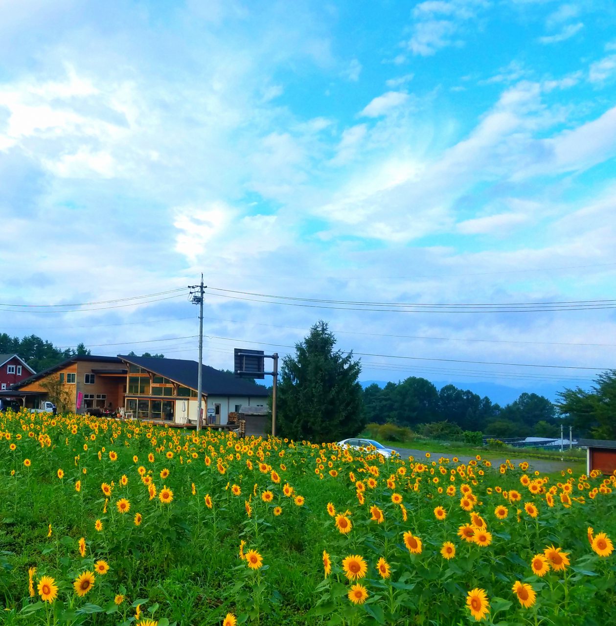 蓼科花factory 茅野市觀光指南