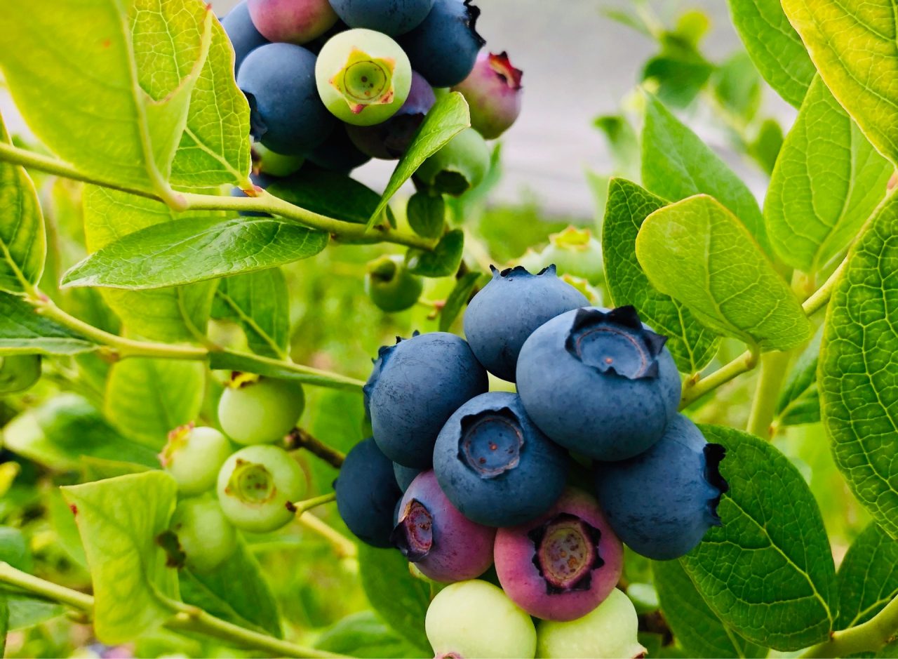 蓼科高原ブルーベリー農園 | 茅野観光ナビ