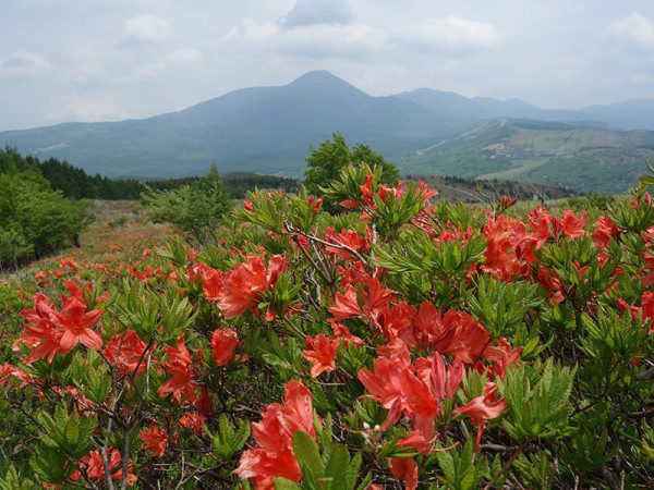 車山のレンゲツツジ 茅野観光ナビ
