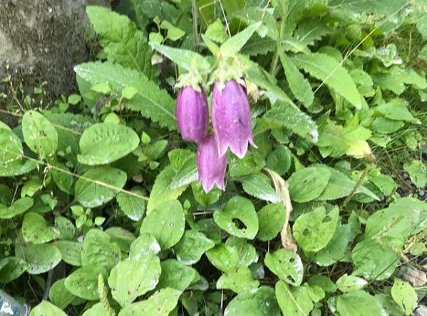 美濃戸 ホタルブクロ 茅野観光ナビ