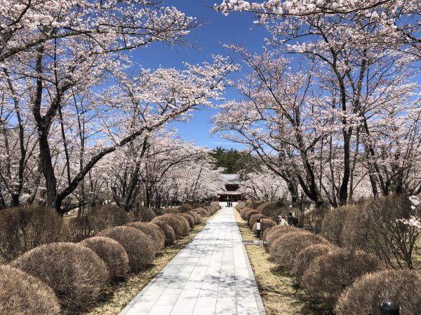 蓼科聖光寺の桜 茅野観光ナビ